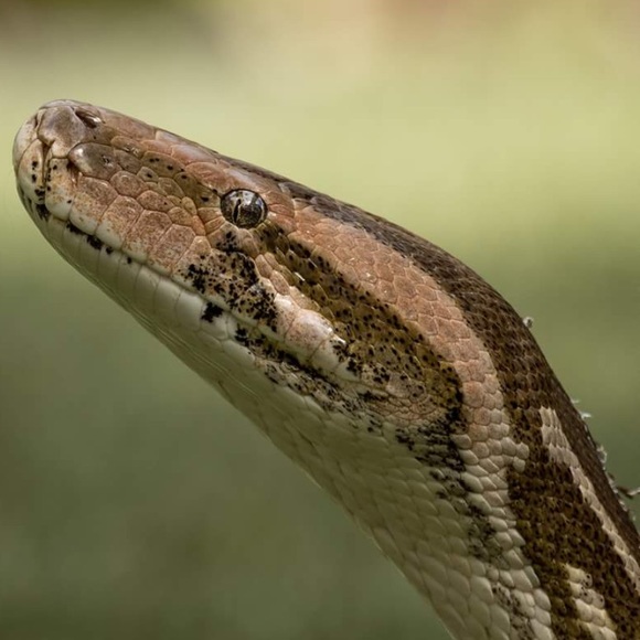 MUDD brand denim jacket SZ MD hand painted Python flowers snake embroidered - Picture 11 of 11